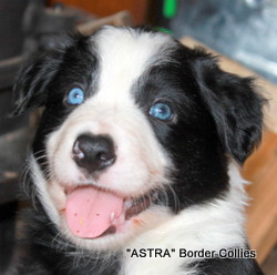 Black and white male, Smooth to medium coat, border collie puppy